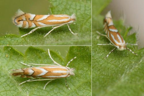 Réf. 184 029 : Phyllonorycter coryli